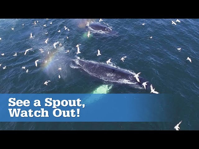 4 Tips For Safe Boating Around Whales