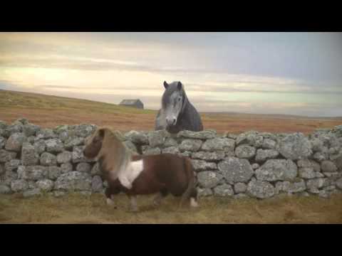 Werbung mit tanzendem Shetland Pony