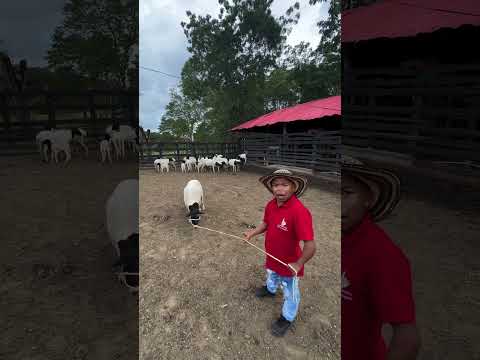 Carneros persas disponibles chinu Córdoba criadero la libertad visítanos 🙏🏾🤠❤️ #fblifestyle