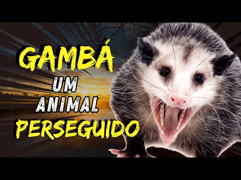 Gambá - saruê. Por que este animal é tão perseguido? #gambá #saruê