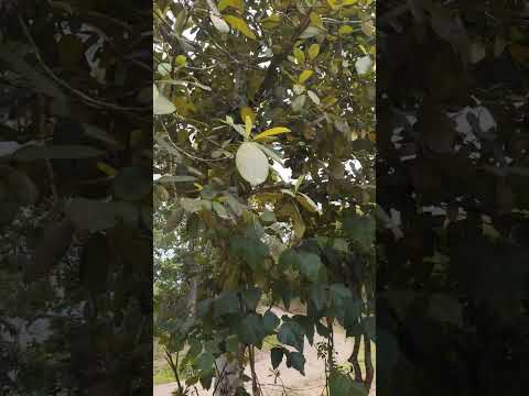 setio em Pedro de Toledo