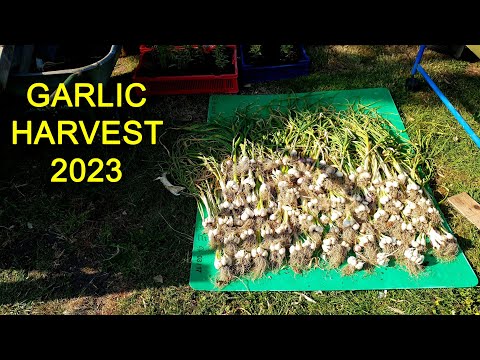 Garlic Harvest 2023 - Not the best!