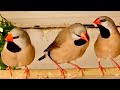 Long Tailed Finch Poephila Acuticauda Aviary Finches Birds