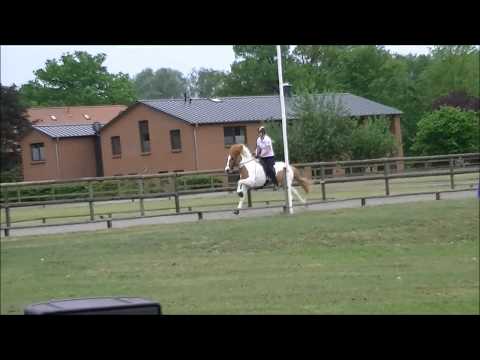 FIZO Kronshof 2018: Álfadis vom Weierholz