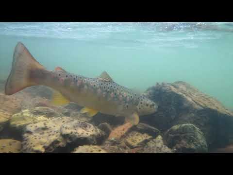 Reke i jezera - Reka Visočica