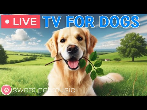 🔴24 Hours of Dog TV🎵🐶Calming Music for Dog Sleep🐾🩷Soothing Music for Dogs with Stress & Anxiety