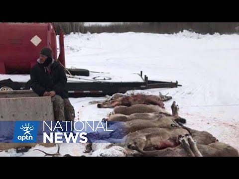 Taking creative steps to address COVID-19 food supply | APTN News