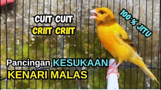 Download lagu Kenari gacor NGEROL PANJANG cocok untuk PANCINGAN KENARI PAUD bikin BURUNG KENARI GACOR PANJANG mp3