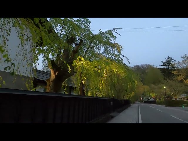 2024 [Kakunodate Cherry Blossoms] Blooming Status April 27th