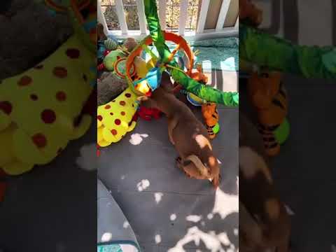 Miniature Pinscher puppy for sale
