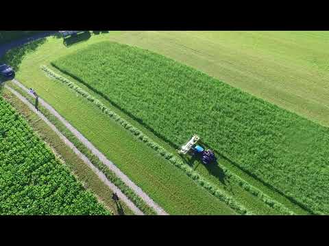 Solis Eingrasen Buhwil