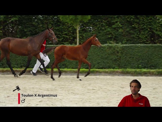 Tiquan v/d Braembeier Z