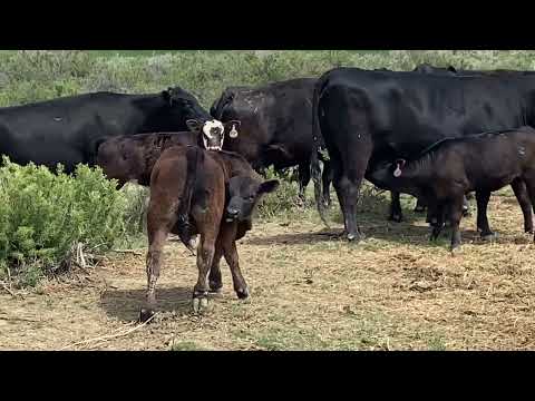 Videos from ConneXion Livestock