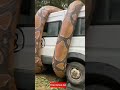 Cobra Gigante Enrola Uma Van