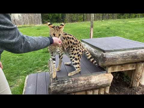 Home Safari - Serval - Cincinnati Zoo