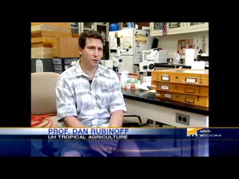 New Species Of Butterfly Found In Hawaii