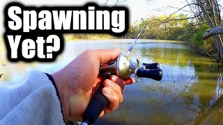 Are the Bass Spawning Yet??? Spring Fishing for Largemouth Bass