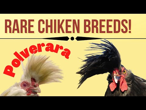 , title : 'polverara Chicken|rare chicken breed  in the world |Polverera polo| Schiatta Italian Chicken'