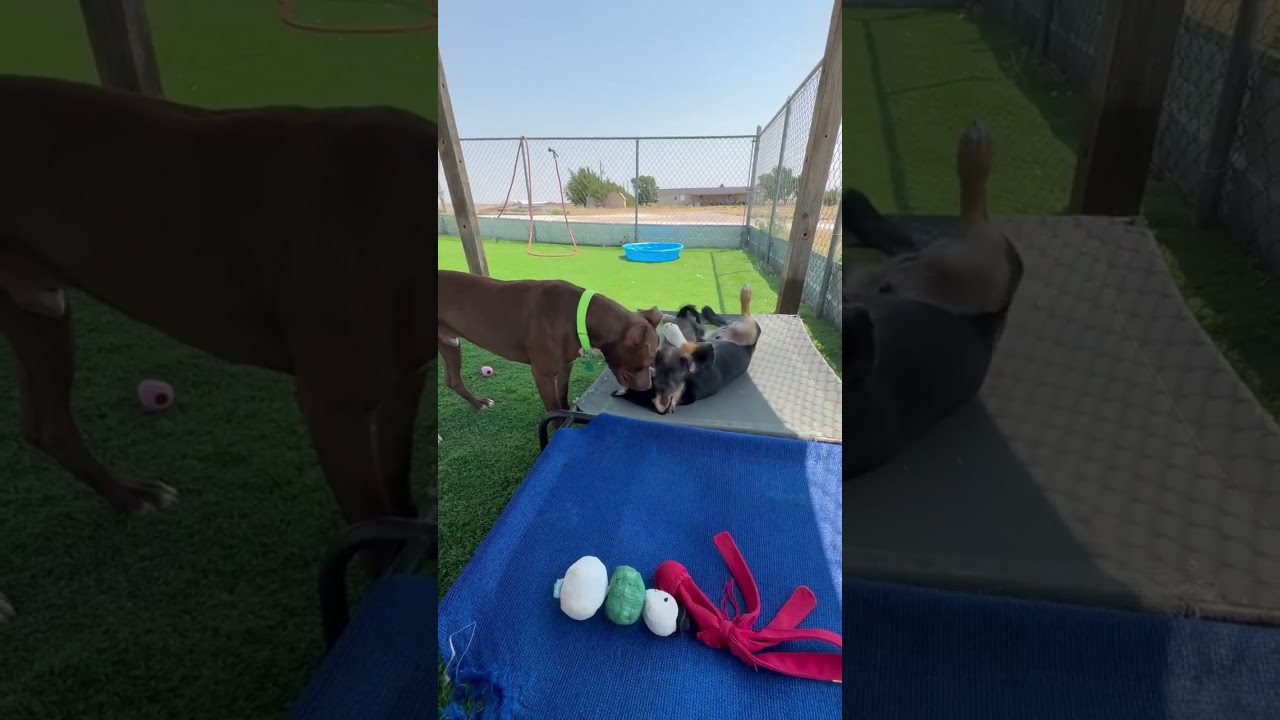 Enlarge Chevy, an adopted Pit Bull Terrier in Denver , CO video 3/6