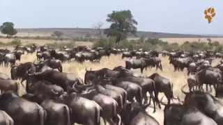 Смотреть онлайн Великая Миграция антилоп, дикая Африка