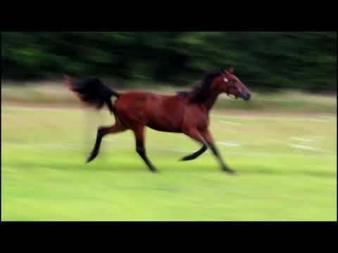 Katalog nr. 21 Meghan Green