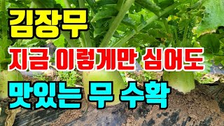김장무 파종 시기와 방법, 가장 맛있는 무 파종하고 키우기