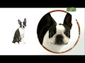 Boston Terrier - Boston Terrier