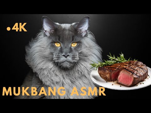 (Mukbang ASMR) Cat eating Raw Beef Steak