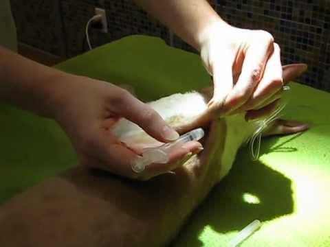 comment prendre vogalene 0 4