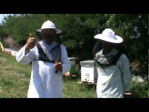 1/2 Selectia matcilor si imperecherea folosind "Bio Stupul - Ioan Ursu" - video apicultura practica