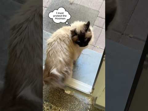 Une histoire à retrouver dans le Tome 2 ! Lien en bio ❤️‍🔥 #entresesoreilles #cheval #bd #shorts