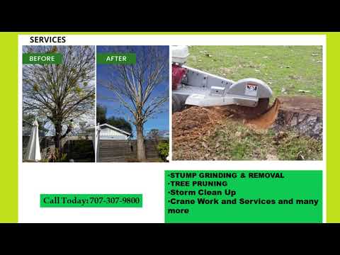 Tree Care Services