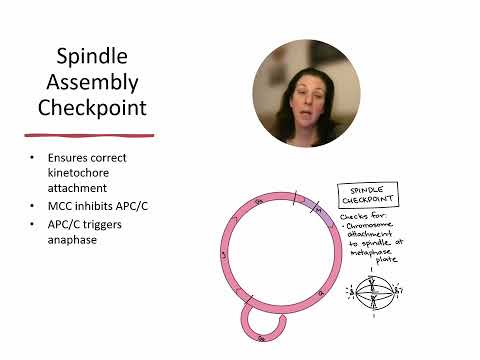 Cell Cycle RegulationCellCycleREgulation CHM230 HarbisonAngelia