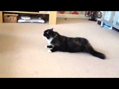 Coco's sleep disturbed