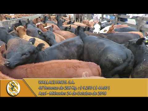 24-10-18 Venta de Hembras - Wallace Hnos. S.A. - Azul