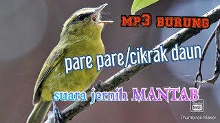 Download lagu mp3 burung pare pare/cikrak daun suara jernih bosku mp3