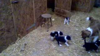 preview picture of video 'Border Collie Pups, Pilmuir, Newton Mearns August 2009'