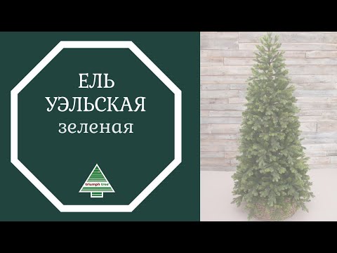 Триумф ель Уэльская 215 см зеленая - Видео 1