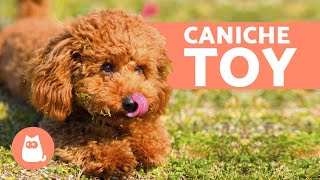 CANICHE TOY - Características Carácter y Cuidado