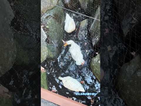 アヒルと野生のアヒルの好きな食べ物は何ですか?どれを避けるべきでしょうか?  庭園