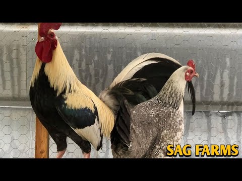 Joe Goode Grey Yellow leg hatch Asil - SAG FARM