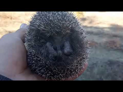 Валера на работе с ёжиком.