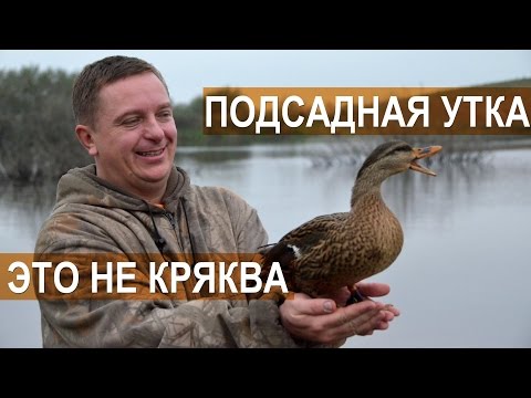 Русская подсадная утка это не кряква. Кулешов А.В.