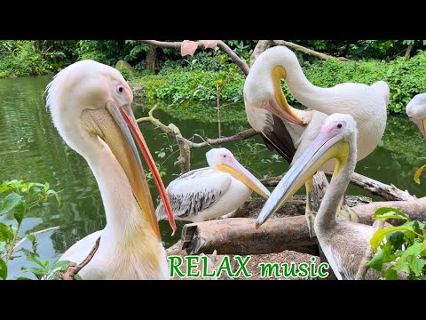 Pelicans and RELAX music - for complete rest and relaxation, stress relief, singing, meditation