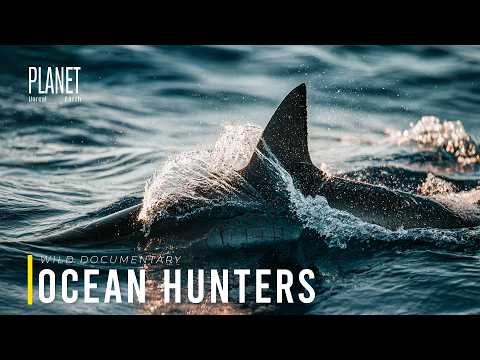 Ocean Hunters