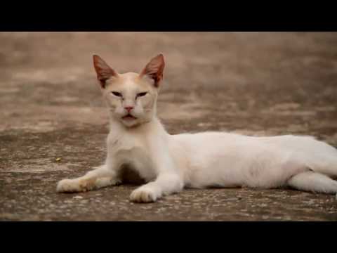 The Mad Cat and The Weird Cat - Morocco