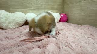 コーギーの動画01