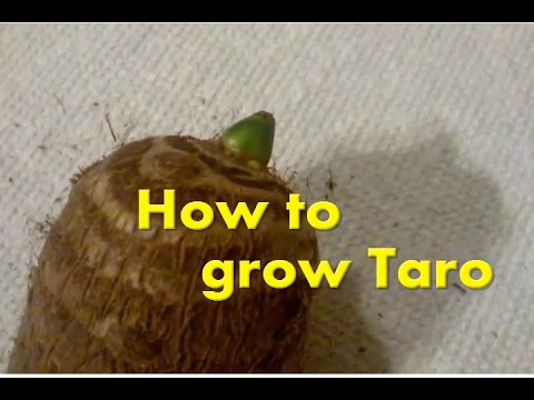 , title : 'How to grow Eddoe/Taro elephant ears from the grocery store'