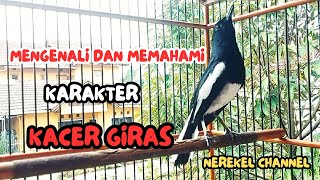 Download lagu Memahami dan mengenali karakter Kacer Giras mp3