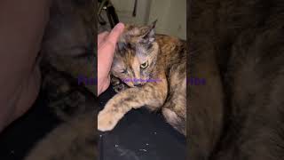 Pretty Kitties Subscribe #cats #catshorts